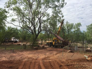 Relocation of Boab Trees